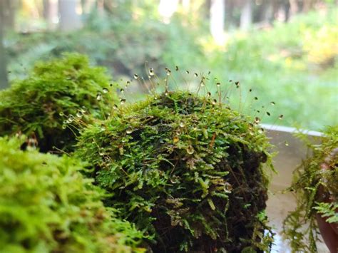 苔蘚介紹|苔蘚(最低等的高等植物):起源演化,形態特徵,概括性特。